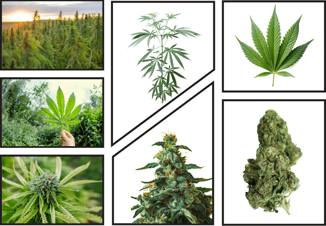 Cannabis Foto Collage